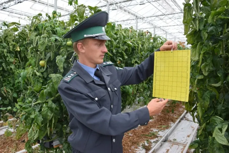 Россельхознадзор обследовал 933,7 тыс. га на Орловщине